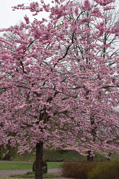 Bahar Park 'ında çiçek açan pembe kiraz ağacı.