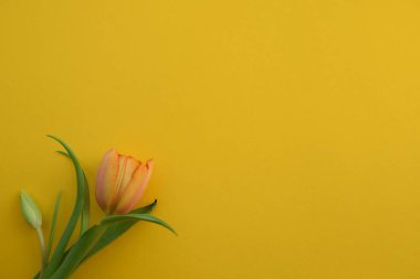 Sarı Arkaplanda Bahar Laleleri Buketi