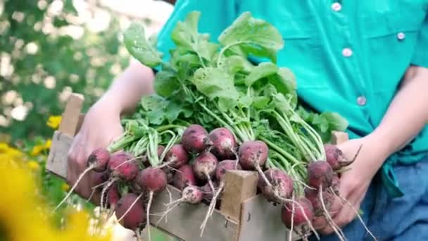 女性農家は エコファーム クローズアップで栽培された木製の箱に有機大根を運びます — ストック動画