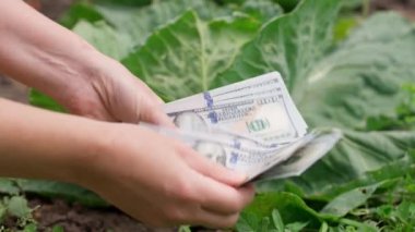 woman's hands count dollar bills on a background of green cabbage