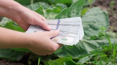 Kadın eli, yüz dolarlık banknotları yeşil lahana arka planına karşı bir fan şeklinde dağıtıyor.