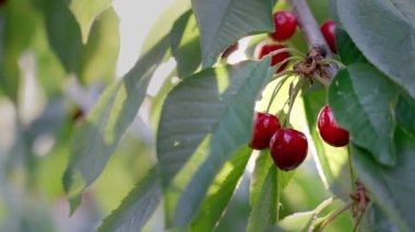 Yeşil yapraklı kırmızı kirazlar, yakın plan, güneşin önünde çekilen.