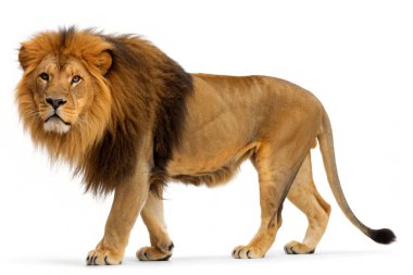 Görkemli bir erkek aslan, güçlü bir şekilde yelesi kalın ve yoğun bakışlarıyla..