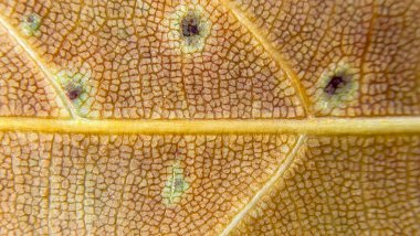 A close-up of a yellow leaf affected by a rust fungus of the genus Puccinia. Macrophotography demonstrating the symptoms of fungal infestation of plants.