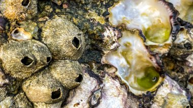 A close-up of barnacles and oyster shells firmly attached to a rock in shallow water at low tide. Texture, natural patterns, and details of marine life are evident.