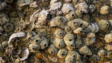 The stone surface is adorned with numerous barnacles and shells. Detailed texture and natural tones capture the natural beauty of nature.