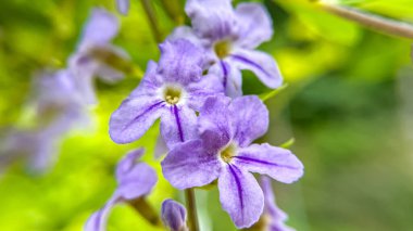 Duranta 'nın birkaç açık çiçekli bir dalı. Tropik süs bitkisinin makro fotoğrafçılığı.