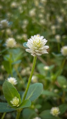 Yeşil arka planda beyaz bir Gomphrena globosa çiçeği. Bahçeleri, çiçek yataklarını ve çiçek aranjmanlarını süslemek için kullanılan bu süs bitkisinin makro bir fotoğrafı..