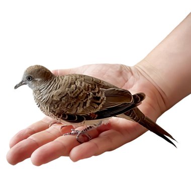 Avuç içi çizgili kaplumbağa güvercini (Geopelia striata) üzerinde yumuşak gri-kahverengi tüylü ve beyaz arka planda izole edilmiş uzun kuyruklu küçük bir kuş tünemektedir. İyiliği ve doğayı sembolize eder..