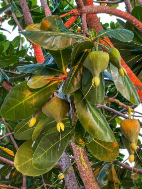 Barringtonia asiatika yapraklarının doğal ışık altında yakın çekimi. Bu tropikal bitkinin detaylı dokusu ekoloji, botanik ve doğa temaları için uygundur..