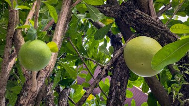 Geleneksel ilaç ve içeceklerde kullanılan kabak ağacı (Crescentia alata) meyveleri. Etnobotanik ve halk uygulamaları kavramları.