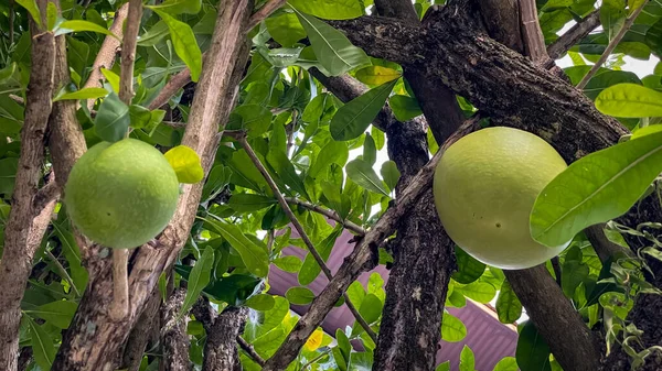 Geleneksel ilaç ve içeceklerde kullanılan kabak ağacı (Crescentia alata) meyveleri. Etnobotanik ve halk uygulamaları kavramları.