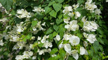 Tırmanan beyaz bir begonvil çalısı. Ticari tasarım, reklam, sunum ve görsel projeler için çok yönlü bir resim.