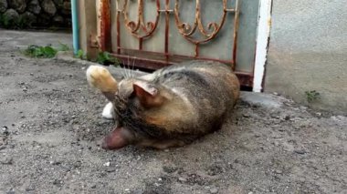 Tekir bir sokak kedisi oyun oynayarak yerde yuvarlanıyor ve dikkat çekiyor. Hayvanın açık havada canlı davranışı neşeyi, özgürlüğü ve spontane duyguları sembolize ediyor..