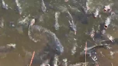 Kıyıya yakın suyun yüzeyinde çok sayıda tipik balık toplanır. Tatlı su balıklarının doğal davranışı onların doğal ya da yarı vahşi yaşam ortamlarında.