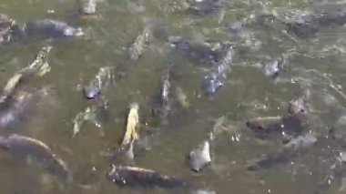 Baraj gölünün kıyısında bir tilapia okulu. Balıklar beslenmek umuduyla aktif olarak yüzeye yüzerler. Su ürünleri, balık yetiştiriciliği ve balık yetiştiriciliği kavramı..