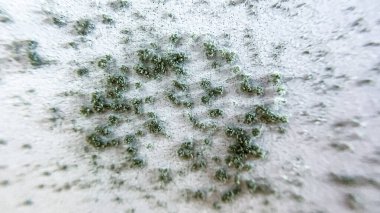 Bir evdeki mobilyaların kalıplarına yakın çekim. Kavramsal olarak, iç hasar, yüksek nem, kötü havalandırma, ev sorunları ve temizlik ve onarım ihtiyacını gösterir..