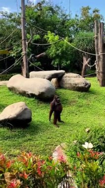 Bir orangutan, Endonezya 'nın Bali kentindeki bir hayvanat bahçesinde çimlerin üzerinde dikilirken pençelerini güçlü bir şekilde sallıyor. Bir primatın dışavurumcu davranışlarını gözlemlemek, hayvanat bahçesi ortamındaki hayvanların zekasını ve duygularını gösterir..