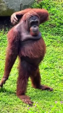 Bir orangutan, Endonezya, Bali 'de bir hayvanat bahçesinde sırtını kaşıyarak otların üzerinde duruyor. Doğal primat davranışları, tımar, hayvan gözlemleri ve Güneydoğu Asya 'nın egzotik faunası..