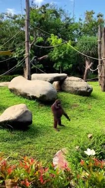 Bir orangutan, Endonezya 'nın Bali kentindeki bir hayvanat bahçesinde uzun kollarını havaya kaldırarak güzel bir arka plana karşı çimlerin üzerinde duruyor. Primatın bu dışavurumcu duruşu güç, davranış ve hayvan vücut dilinin bir göstergesidir..
