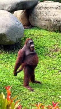 Bir orangutan, Endonezya, Bali 'de bir hayvanat bahçesinde patilerini ileri geri sallıyor. Komik primat davranışı, hayvanları izlemek..