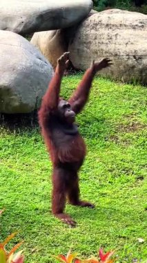 Endonezya, Bali 'de bir hayvanat bahçesinde uzun kollarını kaldıran bir orangutan. Primat duygusal davranış ve hayvan gözlemi.