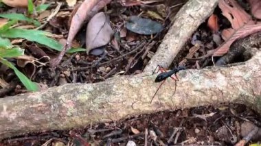 Tricondyla cinsinden ince, yırtıcı bir kaplan böceği, uzun bacakları ve büyük gözleri olan, Güneydoğu Asya 'daki tropikal bir ormanın kuru yaprakları arasında yetişir. Ağaçsal yaşam alanlarıyla ilişkili bir ağaç türü..