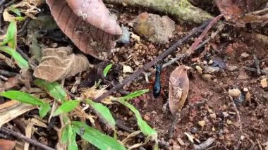 Karınca gibi vücudu ve uzun bacakları olan yırtıcı bir böcek olan Tricondyla, orman zemininde gelişir. Güneydoğu Asya 'nın tropikal ormanlarında yaşar ve uçamaz..