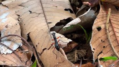 Güneydoğu Asya 'nın tropikal ormanlarının kuru yaprakları arasında ağaçlarda yaşamaya adapte olmuş, Tricondyla cinsinden ince bir kaplan böceği. Uzun bacakları ve gelişmiş gözleri var..