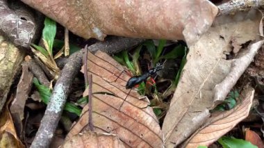 Uzun gövdeli ve uzun bacaklı, Güneydoğu Asya 'daki tropikal ormanların orman tabanına özgü yırtıcı bir kaplan böceği. Büyük gözleri ve kanatları olmamasıyla ayırt edilir..