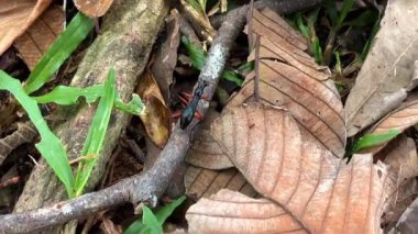Güneydoğu Asya 'nın tropikal ormanlarında karınca benzeri silueti ve uzun bacakları olan, Tricondyla cinsinden ince bir kaplan böceği. Ağaçlarda yaşamaya adapte olmuş bir ağaç türü..
