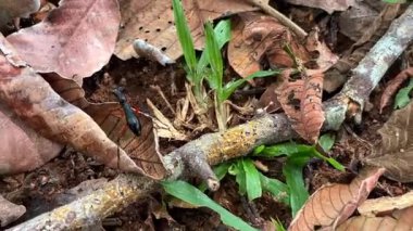 Uzun gövdeli ve uzun bacaklı Tricondyla cinsinden yırtıcı bir kaplan böceği, Güneydoğu Asya 'nın tropikal ormanlarının kuru yaprakları arasında yaşar. Büyük gözleri ve kanatları olmamasıyla ayırt edilir..