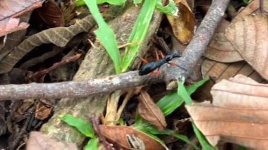 Güneydoğu Asya 'nın tropikal ormanlarına özgü uzun bacakları ve uzun gövdesi olan yırtıcı bir ağaç kaplanı. Büyük gözleri ve kanatları olmamasıyla ayırt edilir..