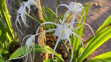 Tayland 'da bir parkta beyaz örümcek zambağı (Hymenocallis) çiçekleri, ince kıvrımlı taç yaprakları ve sıcak güneş ışığı altında öne çıkan erkeklik organları..
