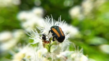 Turuncu çizgili bir böceğin makro fotoğrafı ve kabarık beyaz bir çiçeğin üzerindeki bir arı. Böcekler, güneşli bir yaz gününde yeşil bir bokeh arka planına karşı nektar toplarlar..