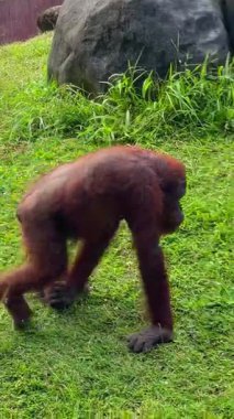 Büyük bir orangutan Endonezya, Bali 'de bir hayvanat bahçesinde dört ayak üstünde sürünüyor. Bu video primatı ve doğal davranışlarını gösteriyor..