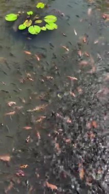 Sayısız büyük süslemeli sazan balığı nilüferlerin arasında suyun altında aktif olarak yüzer..