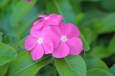 Catharanthus roseus, Madagascar periwinkle, Madagascar periwinkle, Madagascar periwinkle