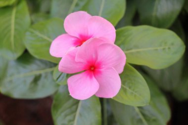 ink Periwinkle flower, Madagascar periwinkle, Catharanthus roseus