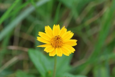 Yellow flower in the meadow on a sunny day, Israel.