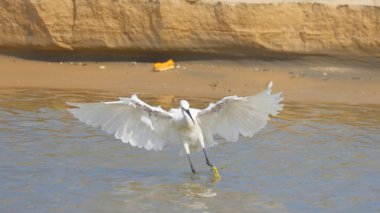 Bang Pu sahilinde suda uçan küçük bir balıkçıl., 