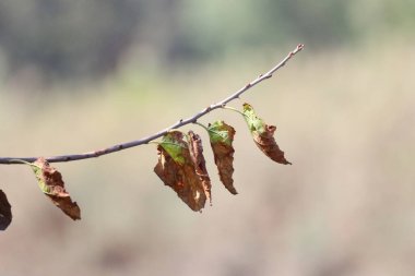 İlkbaharda bir ağaç dalında kuru yapraklar, yakın plan.