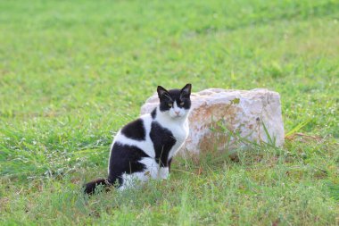 Siyah beyaz kedi bahçedeki yeşil çimlerin üzerinde oturuyor..