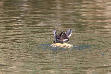 Gölde yüzen siyah boyunlu bir ördek resmi..