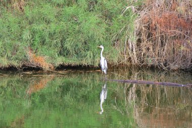 Doğal ortamında Büyük Mavi Balıkçıl (Ardea herodias)