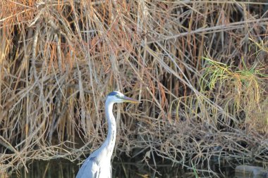 Vahşi doğada Büyük Mavi Balıkçıl (Ardea herodias)