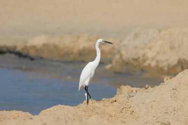 Küçük balıkçıl, Ardea alba, kumdaki tek kuş, Brezilya