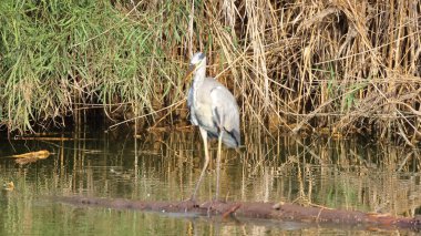 Ormandaki doğal yaşam alanında balıkçıl.