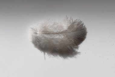 Beyaz arkaplanda kuş tüyü.