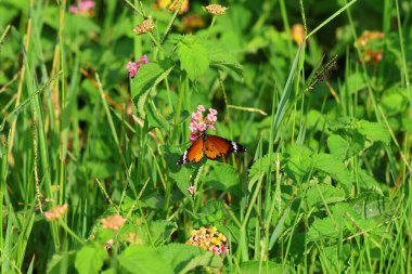 Yazın çayırda bir çiçeğin üzerinde kelebek.